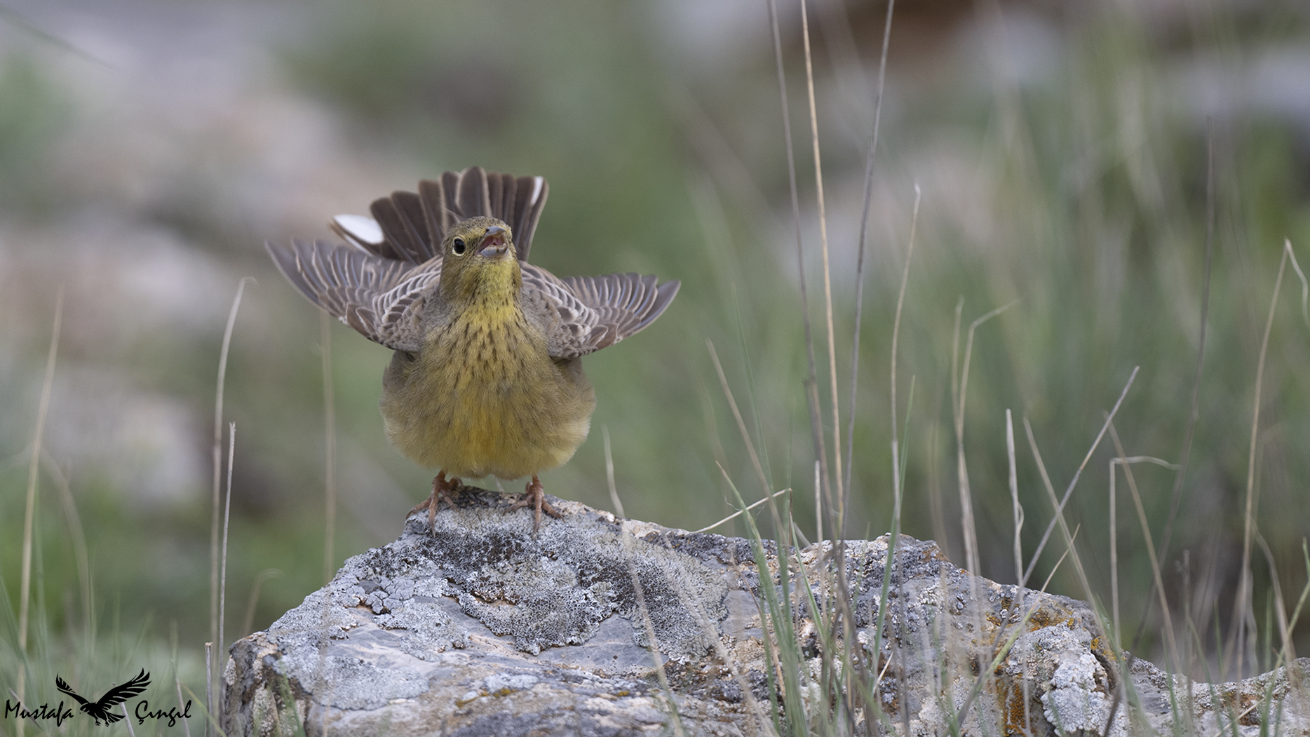 Cinereous Bunting